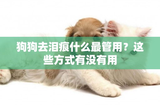 狗狗去淚痕什么最管用？這些方式有沒有用