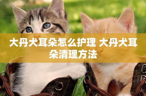 大丹犬耳朵怎么護理 大丹犬耳朵清理方法