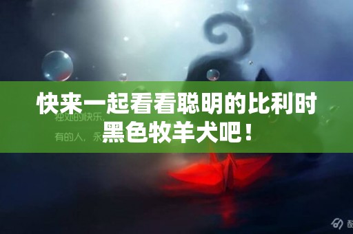 快來一起看看聰明的比利時黑色牧羊犬吧！