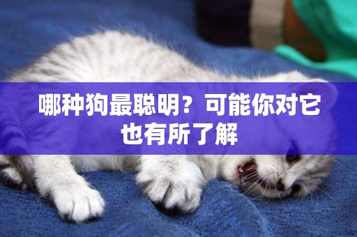 哪種狗最聰明？可能你對它也有所了解