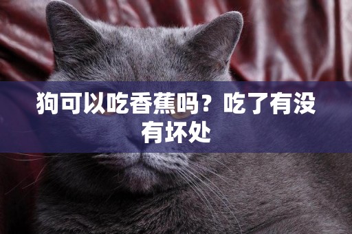 狗可以吃香蕉嗎？吃了有沒有壞處