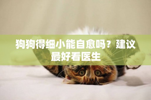 狗狗得細小能自愈嗎？建議最好看醫生