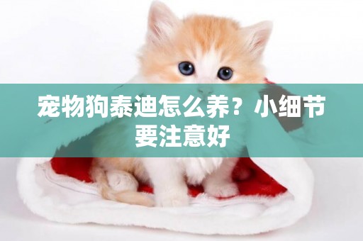寵物狗泰迪怎么養？小細節要注意好