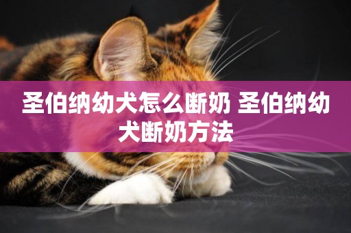 圣伯納幼犬怎么斷奶 圣伯納幼犬斷奶方法