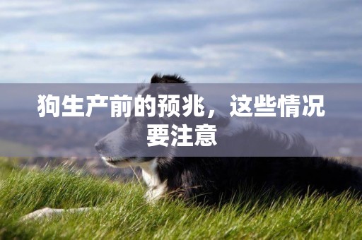 狗生產前的預兆，這些情況要注意
