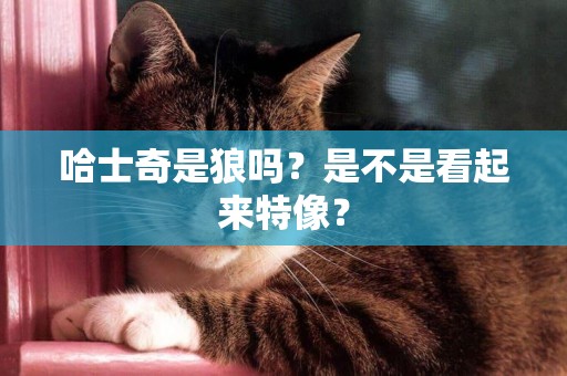 哈士奇是狼嗎？是不是看起來特像？