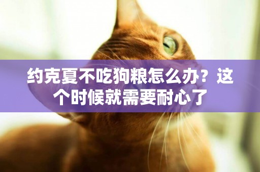 約克夏不吃狗糧怎么辦？這個時候就需要耐心了