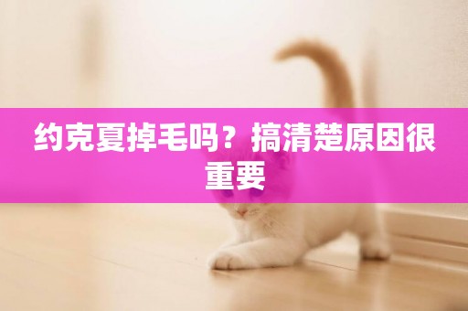 約克夏掉毛嗎？搞清楚原因很重要