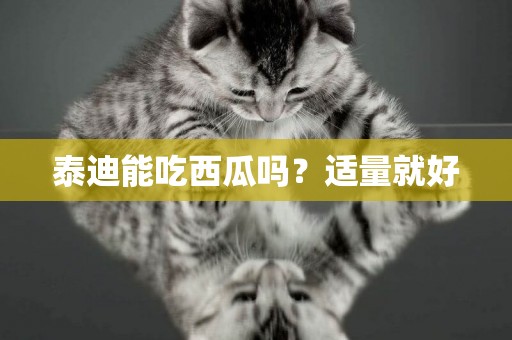 泰迪能吃西瓜嗎？適量就好