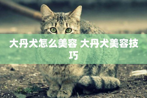 大丹犬怎么美容 大丹犬美容技巧