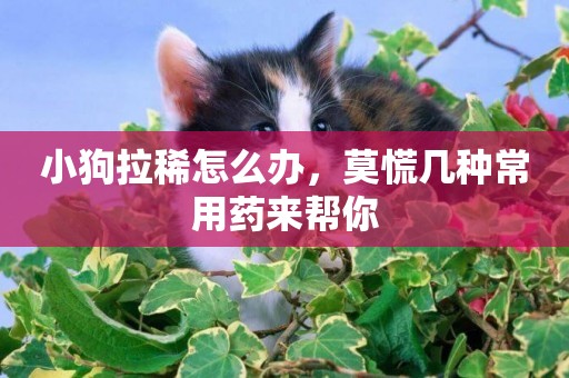 小狗拉稀怎么辦，莫慌幾種常用藥來幫你