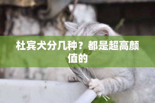 杜賓犬分幾種？都是超高顏值的
