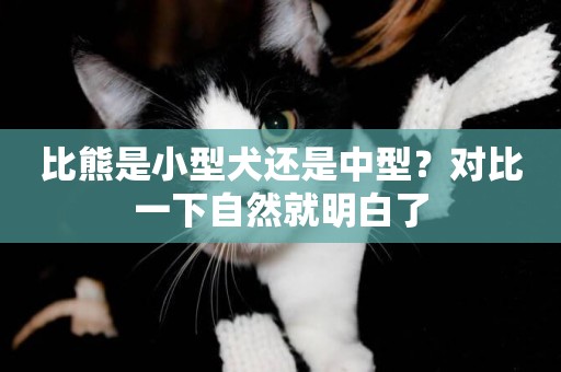 比熊是小型犬還是中型？對比一下自然就明白了