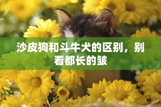 沙皮狗和斗牛犬的區別，別看都長的皺