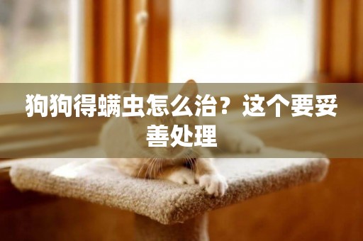 狗狗得螨蟲怎么治？這個要妥善處理
