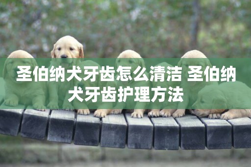 圣伯納犬牙齒怎么清潔 圣伯納犬牙齒護理方法