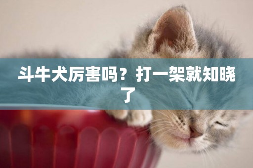 斗牛犬厲害嗎？打一架就知曉了