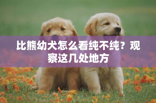 比熊幼犬怎么看純不純？觀察這幾處地方