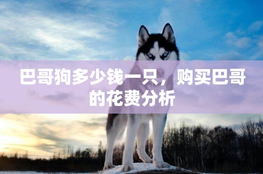 巴哥狗多少錢一只，購買巴哥的花費分析