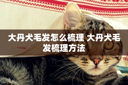 大丹犬毛發怎么梳理 大丹犬毛發梳理方法