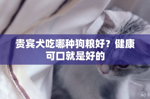 貴賓犬吃哪種狗糧好？健康可口就是好的