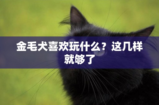 金毛犬喜歡玩什么？這幾樣就夠了
