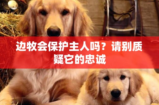 邊牧會保護主人嗎？請別質疑它的忠誠
