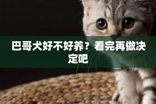 巴哥犬好不好養？看完再做決定吧