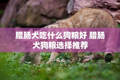臘腸犬吃什么狗糧好 臘腸犬狗糧選擇推薦