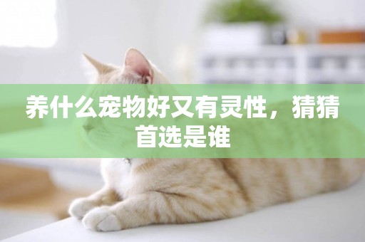 養什么寵物好又有靈性，猜猜首選是誰