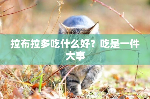 拉布拉多吃什么好？吃是一件大事