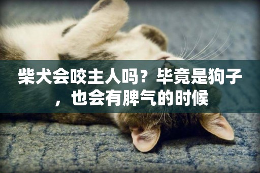 柴犬會咬主人嗎？畢竟是狗子，也會有脾氣的時候