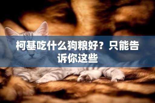 柯基吃什么狗糧好？只能告訴你這些