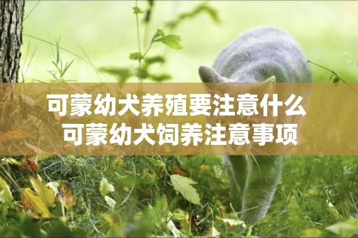 可蒙幼犬養殖要注意什么 可蒙幼犬飼養注意事項