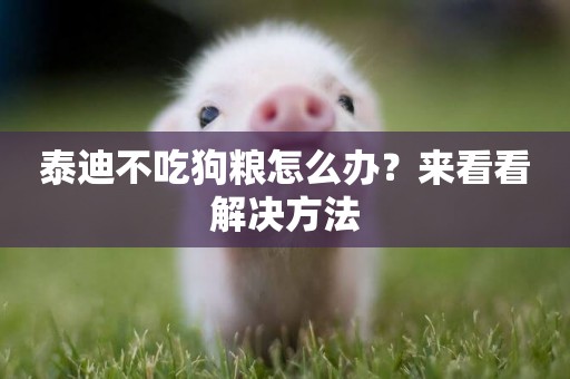 泰迪不吃狗糧怎么辦？來看看解決方法