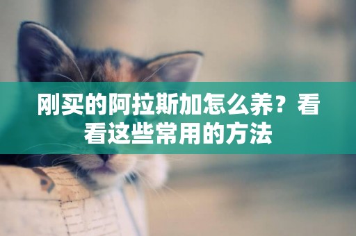 剛買的阿拉斯加怎么養？看看這些常用的方法