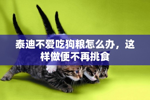 泰迪不愛吃狗糧怎么辦，這樣做便不再挑食