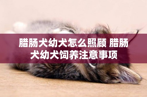 臘腸犬幼犬怎么照顧 臘腸犬幼犬飼養注意事項