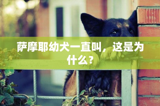 薩摩耶幼犬一直叫，這是為什么？