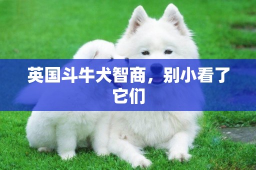 英國斗牛犬智商，別小看了它們