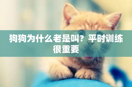 狗狗為什么老是叫？平時訓練很重要