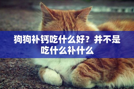 狗狗補鈣吃什么好？并不是吃什么補什么