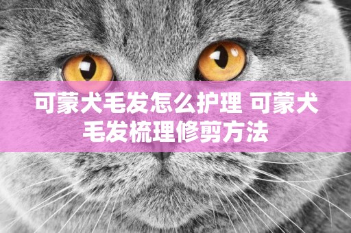 可蒙犬毛發怎么護理 可蒙犬毛發梳理修剪方法
