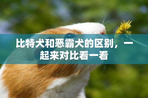 比特犬和惡霸犬的區別，一起來對比看一看