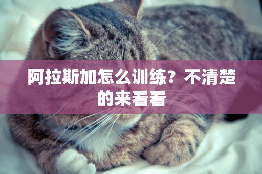 阿拉斯加怎么訓練？不清楚的來看看