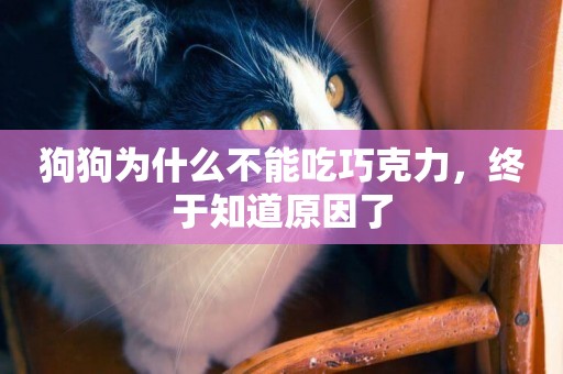 狗狗為什么不能吃巧克力，終于知道原因了