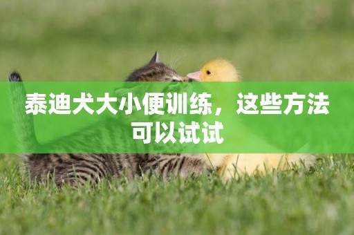泰迪犬大小便訓練，這些方法可以試試