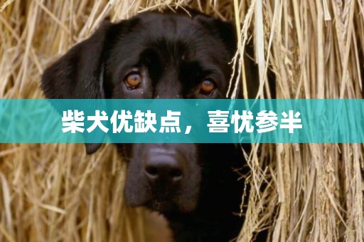 柴犬優缺點，喜憂參半