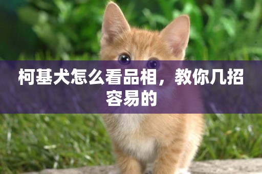 柯基犬怎么看品相，教你幾招容易的