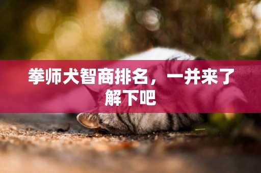 拳師犬智商排名，一并來了解下吧